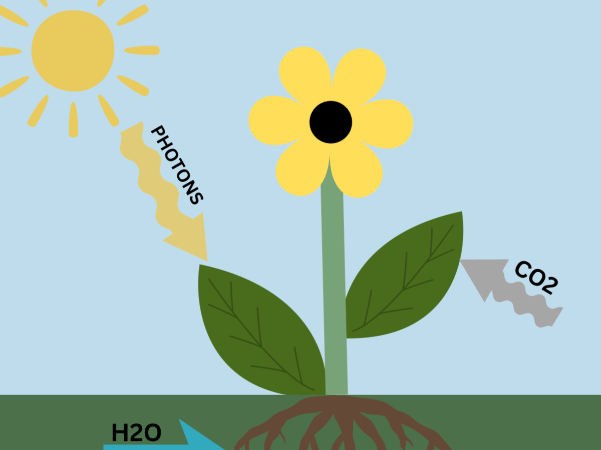 Photosynthesis