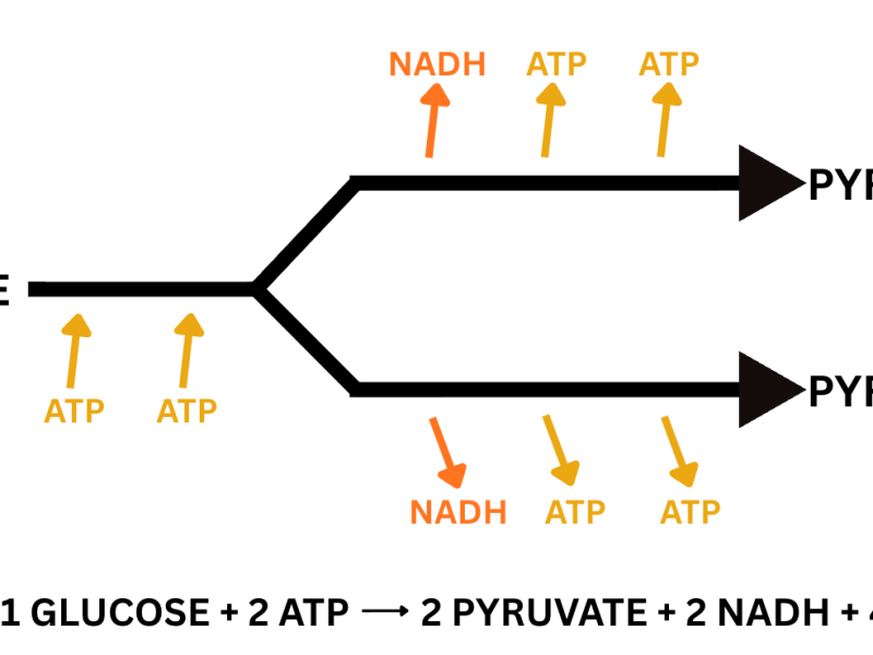 Cellular Respiration